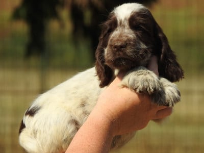 Les chiots de Cocker Spaniel Anglais