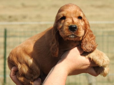 Les chiots de Cocker Spaniel Anglais