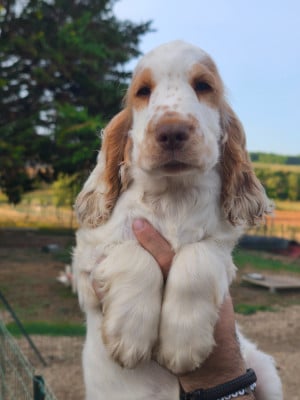 Les chiots de Cocker Spaniel Anglais