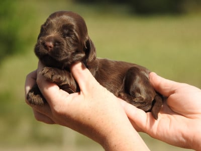 Les chiots de Cocker Spaniel Anglais