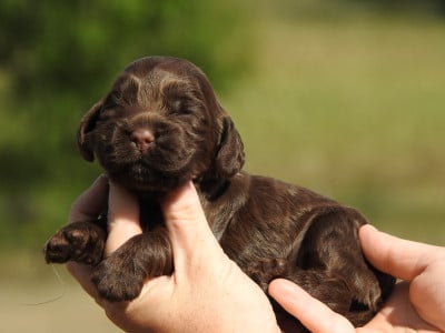 Les chiots de Cocker Spaniel Anglais
