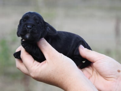 Les chiots de Cocker Spaniel Anglais