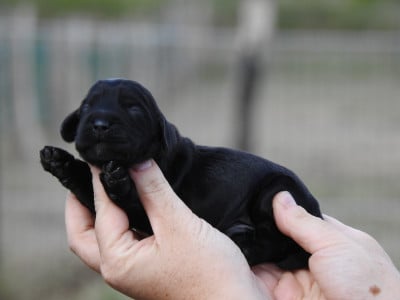 Les chiots de Cocker Spaniel Anglais
