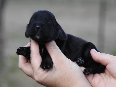Les chiots de Cocker Spaniel Anglais