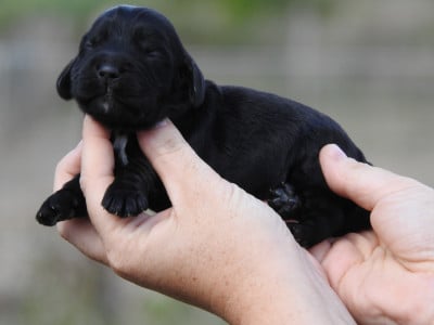 Les chiots de Cocker Spaniel Anglais