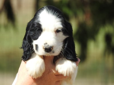 Les chiots de Cocker Spaniel Anglais
