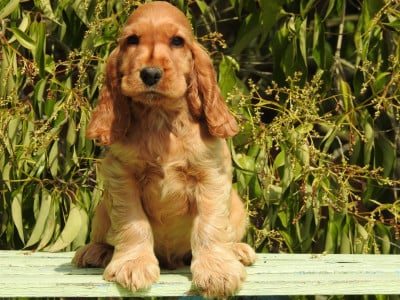 Les chiots de Cocker Spaniel Anglais