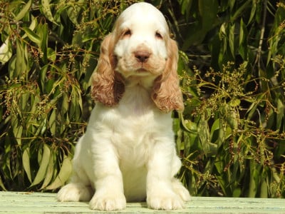 Les chiots de Cocker Spaniel Anglais