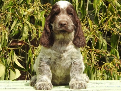 Les chiots de Cocker Spaniel Anglais