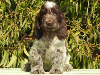 Les chiots de Cocker Spaniel Anglais