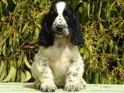 Les chiots de Cocker Spaniel Anglais
