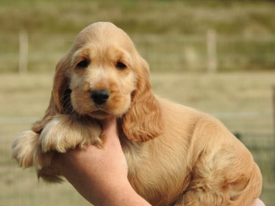Les chiots de Cocker Spaniel Anglais