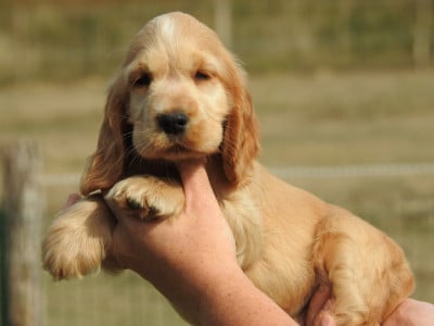 Les chiots de Cocker Spaniel Anglais