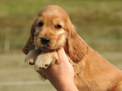 Les chiots de Cocker Spaniel Anglais
