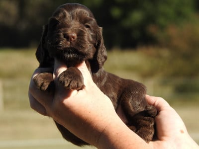 Les chiots de Cocker Spaniel Anglais