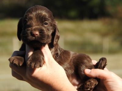 Les chiots de Cocker Spaniel Anglais