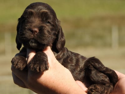 Les chiots de Cocker Spaniel Anglais
