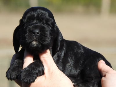 Les chiots de Cocker Spaniel Anglais