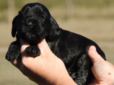 Les chiots de Cocker Spaniel Anglais
