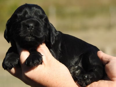 Les chiots de Cocker Spaniel Anglais