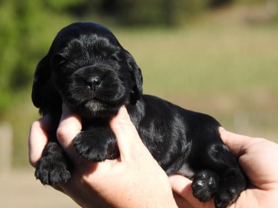 Les chiots de Cocker Spaniel Anglais