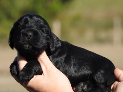 Les chiots de Cocker Spaniel Anglais