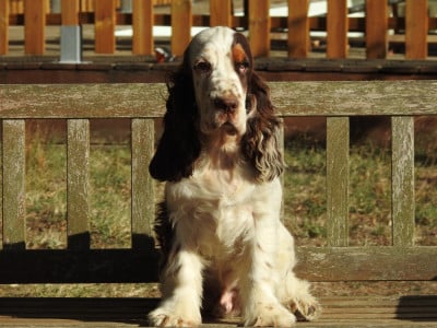 Les chiots de Cocker Spaniel Anglais