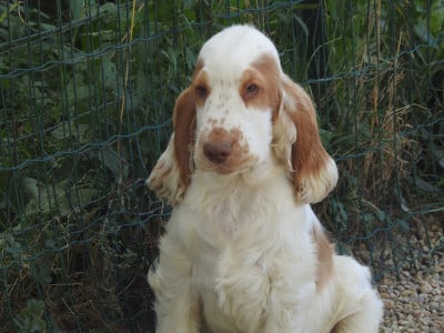 Les chiots de Cocker Spaniel Anglais