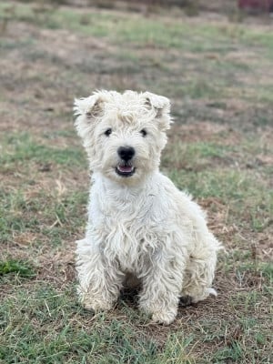 Les chiots de West Highland White Terrier