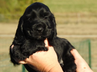Les chiots de Cocker Spaniel Anglais