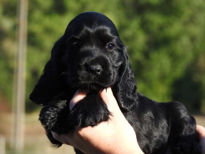 Les chiots de Cocker Spaniel Anglais
