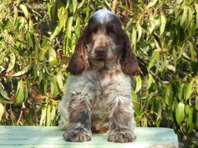 Les chiots de Cocker Spaniel Anglais