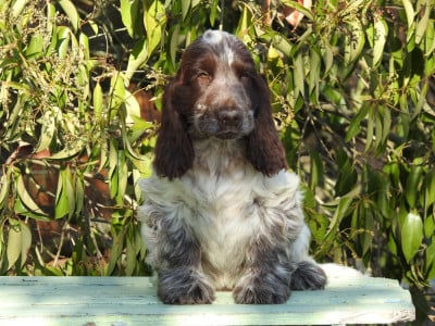 Les chiots de Cocker Spaniel Anglais