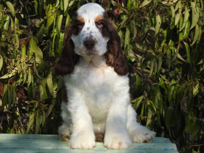 Les chiots de Cocker Spaniel Anglais