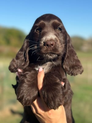Les chiots de Cocker Spaniel Anglais