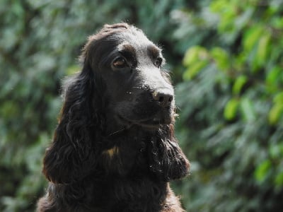 Les chiots de Cocker Spaniel Anglais