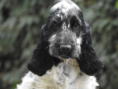 Les chiots de Cocker Spaniel Anglais