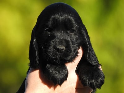 Les chiots de Cocker Spaniel Anglais