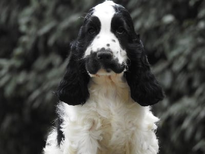 Les chiots de Cocker Spaniel Anglais