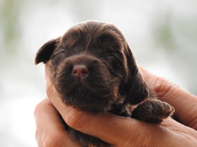Les chiots de Cocker Spaniel Anglais