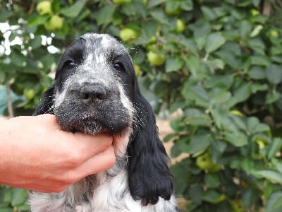 Les chiots de Cocker Spaniel Anglais