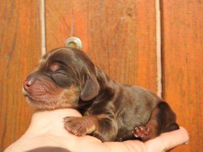 Les chiots de Cocker Spaniel Anglais
