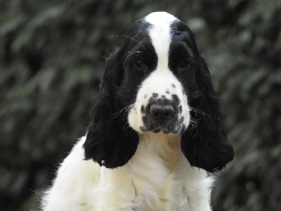 Les chiots de Cocker Spaniel Anglais