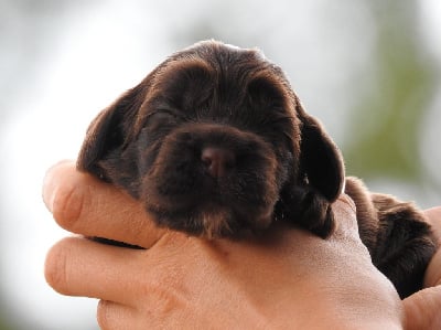 Les chiots de Cocker Spaniel Anglais