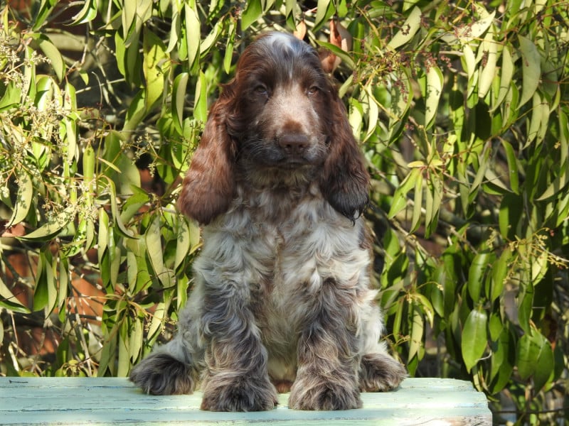 Cocker Spaniel Anglais - Du Clos De La Majesty