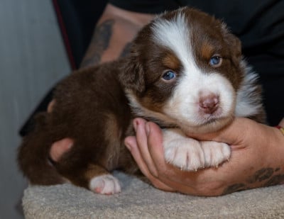 Les chiots de Berger Australien