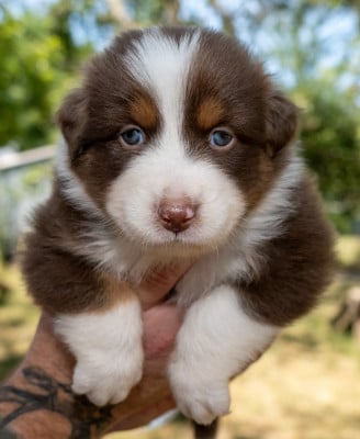 Les chiots de Berger Australien