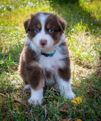 Les chiots de Berger Australien