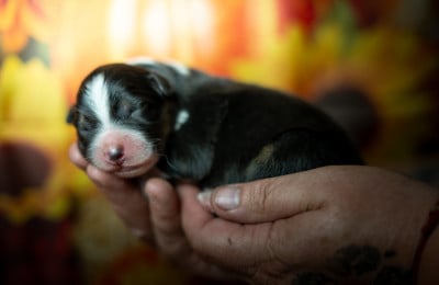 Noir tri - Berger Australien