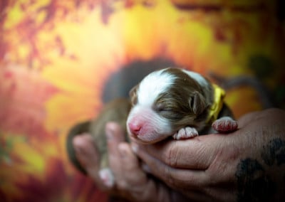 rouge tri col jaune - Berger Australien